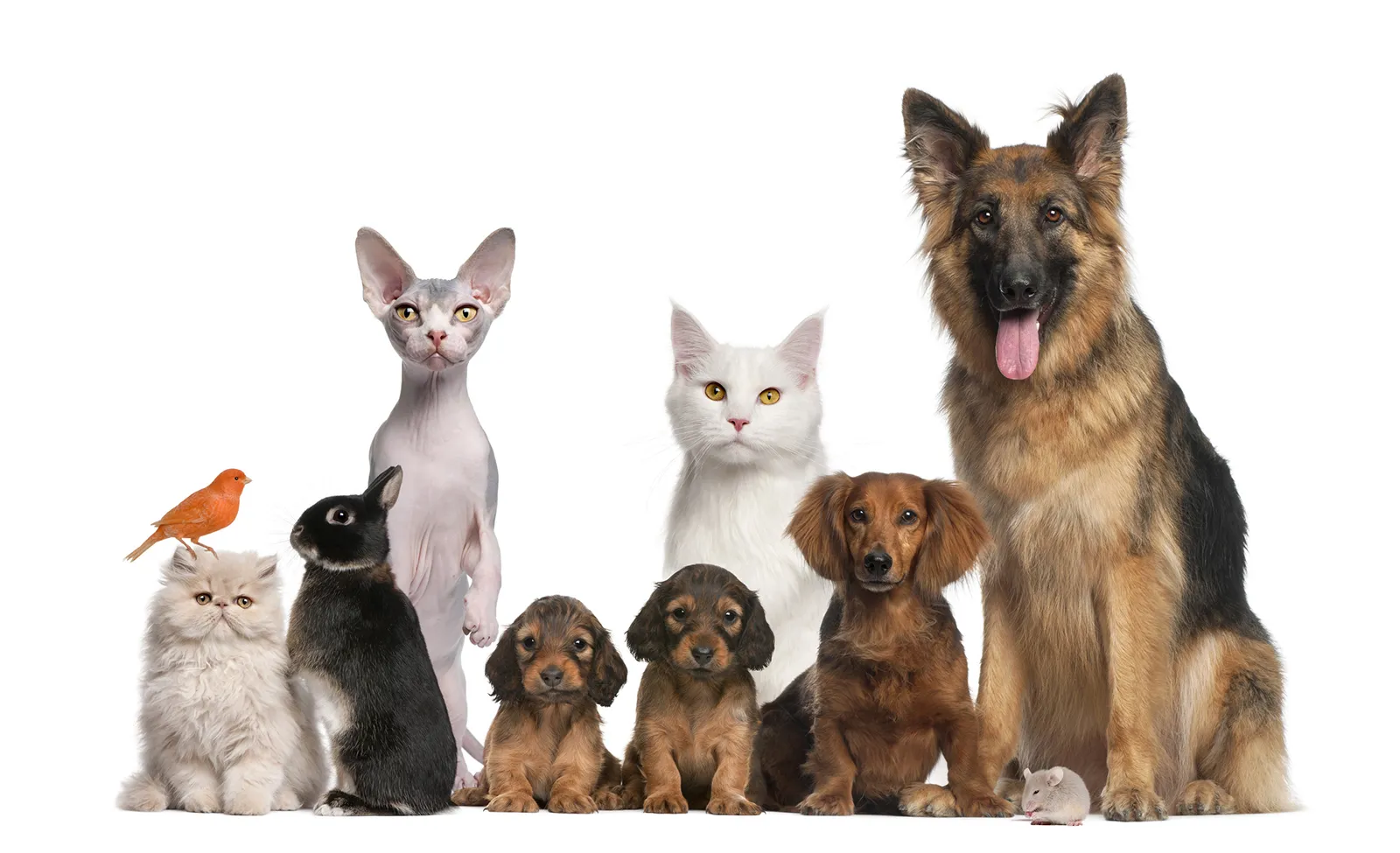 Group of various pets including dogs, cats, and bird